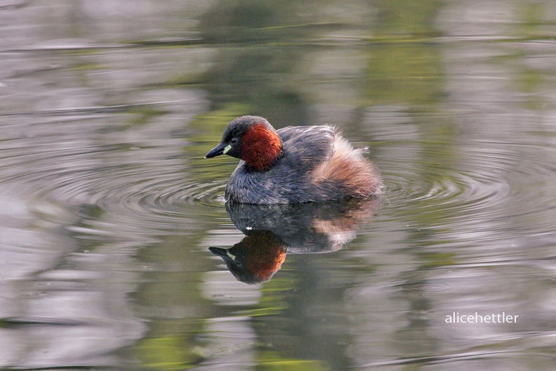 Zwergtaucher (Tachybaptus ruficollis)